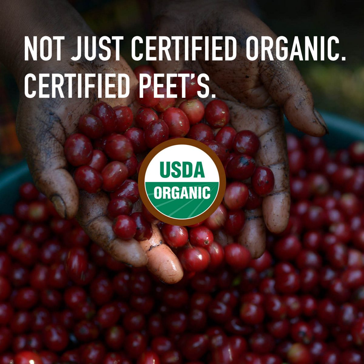 Peet's Coffee Organic French Roast